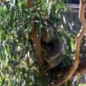 18 wildlife koala sleeping