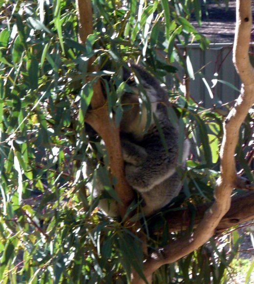 18 wildlife koala sleeping