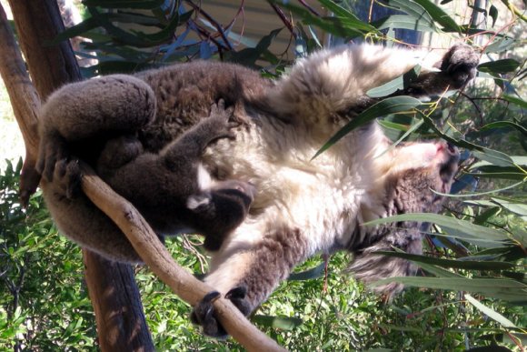 18 wildlife koala with baby eat