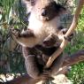 18 wildlife koala with baby look