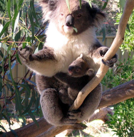 18 wildlife koala with baby look