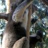 18 wildlife koala with baby10