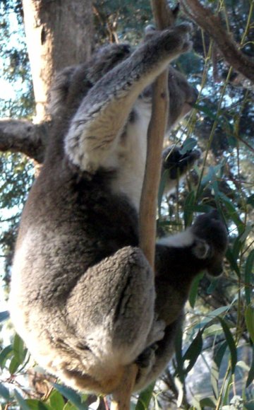 18 wildlife koala with baby10