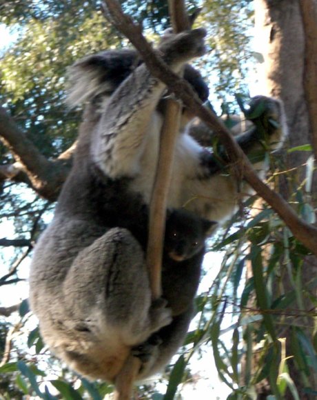 18 wildlife koala with baby2