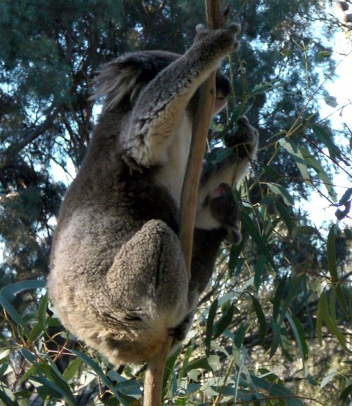 18 wildlife koala with baby3