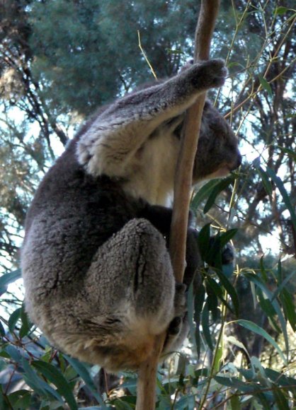 18 wildlife koala with baby4