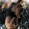 18 wildlife koala with baby_2
