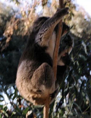 18 wildlife koala with baby_2