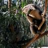 18 wildlife koala with baby_3