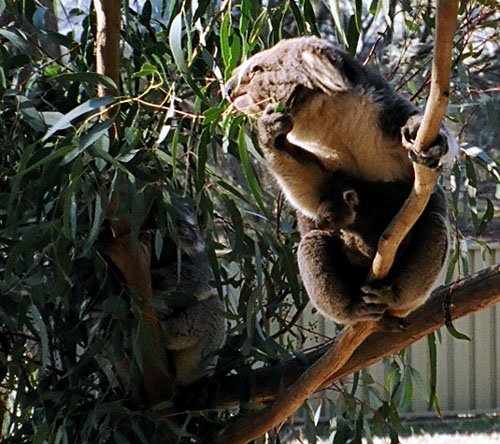 18 wildlife koala with baby_3