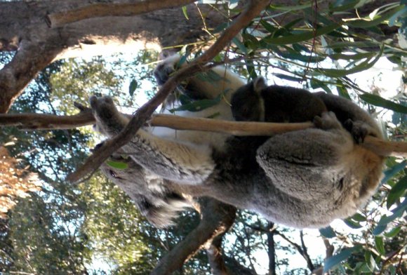 18 wildlife koala with baby