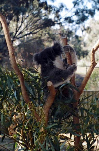 18 wildlife koala3