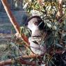 18 wildlife koala4