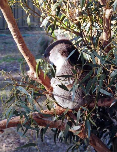 18 wildlife koala4