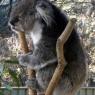 18 wildlife koala