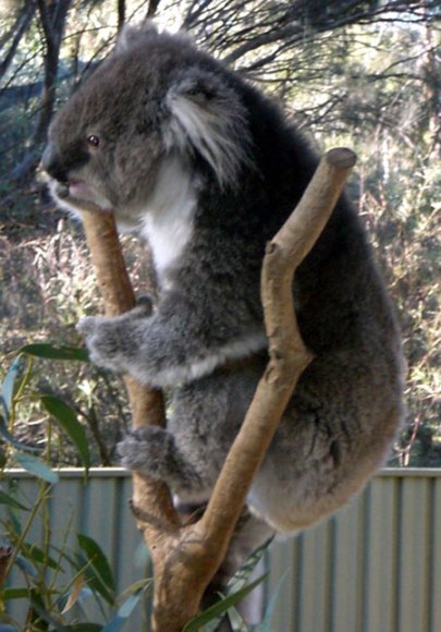 18 wildlife koala