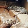18 wildlife monitor lizard0
