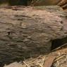 18 wildlife monitor lizard1