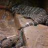 18 wildlife monitor lizard