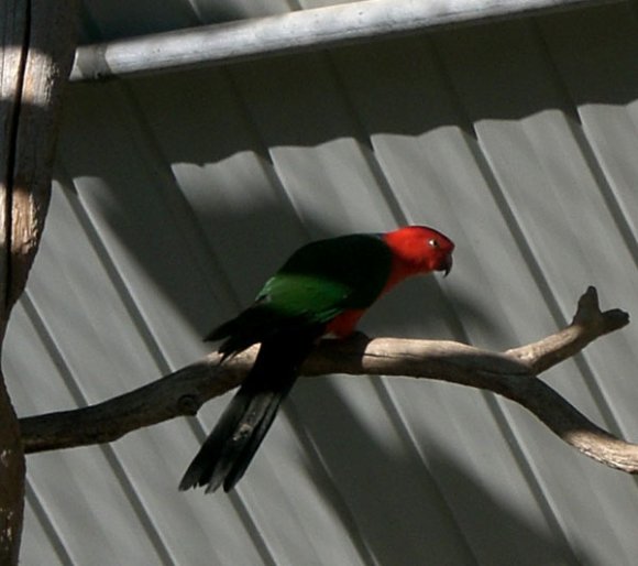 18 wildlife parakeet