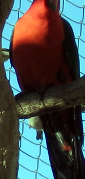 18 wildlife parrot