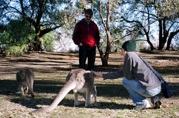 18 wildlife quentin becca kangaroo