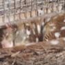 18 wildlife quoll2