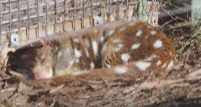 18 wildlife quoll2