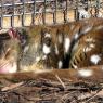 18 wildlife quoll
