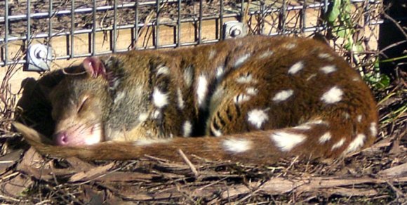 18 wildlife quoll