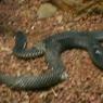 18 wildlife snake3