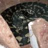18 wildlife snake6