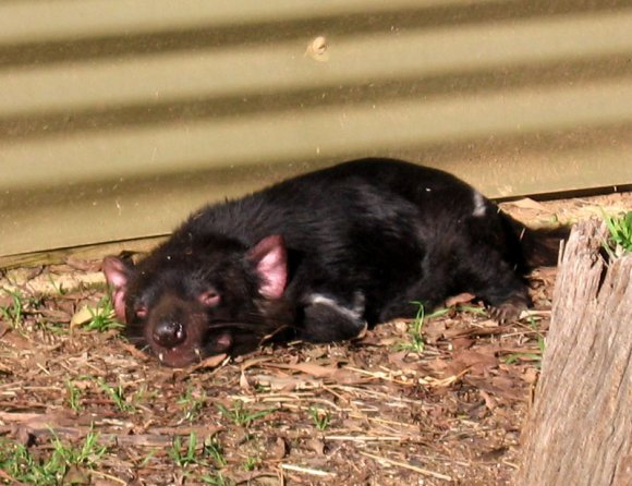 18 wildlife tasmanian devil ears0