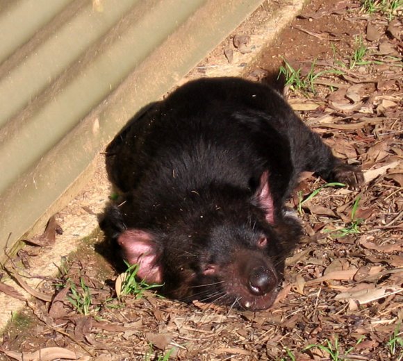 18 wildlife tasmanian devil ears