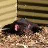 18 wildlife tasmanian devil00