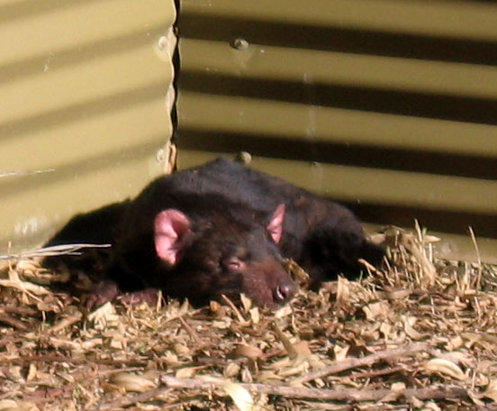 18 wildlife tasmanian devil00