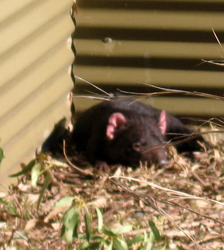 18 wildlife tasmanian devil0