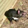 18 wildlife tasmanian devil2