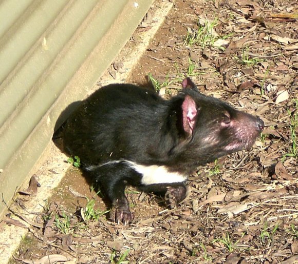 18 wildlife tasmanian devil2