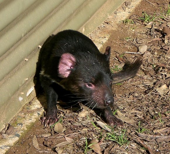 18 wildlife tasmanian devil3