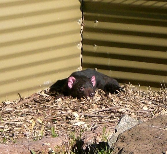 18 wildlife tasmanian devil