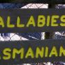18 wildlife tasmanian devils sign