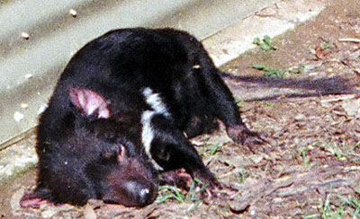 18 wildlife tasmanian she devil