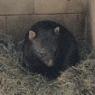 18 wildlife wombat2_2