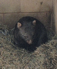 18 wildlife wombat2_2