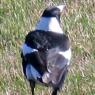 18 ned willy wag tail
