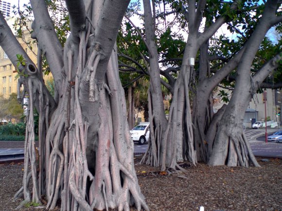 20 Sydney weird trees