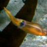 20 Sydney Aquarium Callamari squid