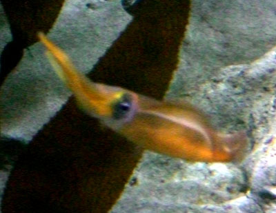 20 Sydney Aquarium Callamari squid