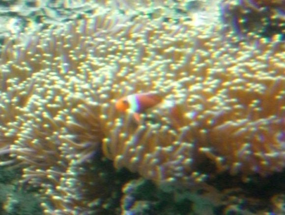 20 Sydney Aquarium ClownFish Nemo